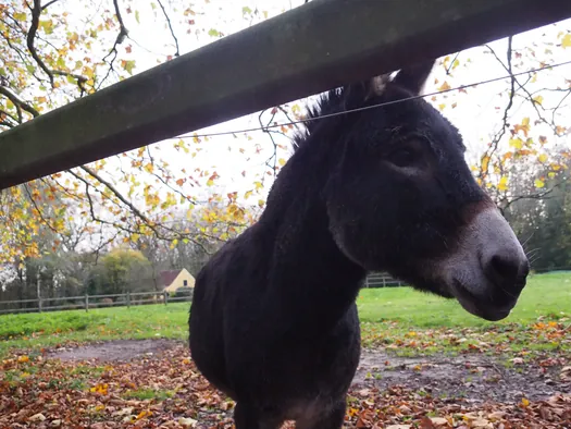 Ezels, Mullem (België)